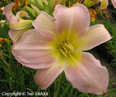 Hemerocallis Hybrida-Ryhm 'Catherine Woodbury', tarhapivnlilja